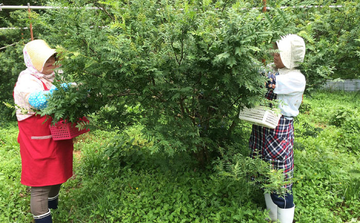 奥出雲山椒ジャコのり「頼むからごはんください」1個・ジャコみそ「頼むからごはんください」1個・山椒ルイボスティー1袋セット | 山椒 ルイボスティー みそ セット 島根県雲南市/いずも八山椒有限会社 [AIAF009]