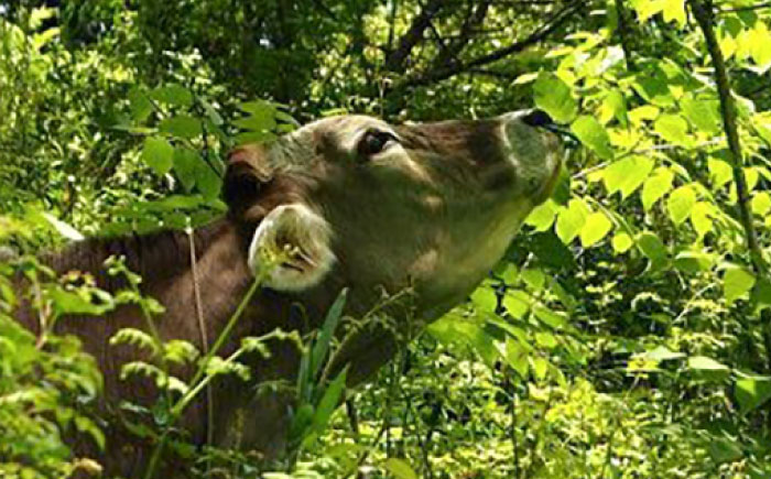 ブラウンスイス牛乳500ｍl 3本セット  [AIBH032] 牛乳