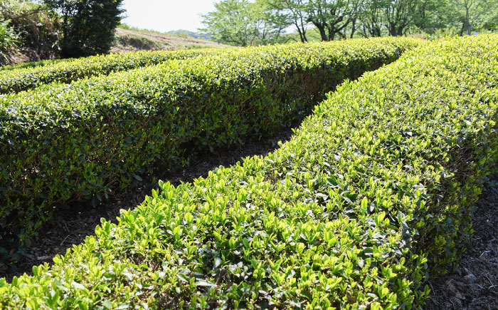 福寿(煎茶) セット(200ｇ×5本)  島根県雲南市/島根県農業協同組合　雲南地区本部 大東加工所 [AIBP002]