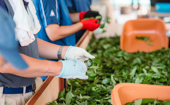 尺の内農園　和紅茶・ほうじ茶セット | 和紅茶 ほうじ茶 茶 セット お茶 島根県雲南市/社会福祉法人　あおぞら福祉会 [AIBU001]