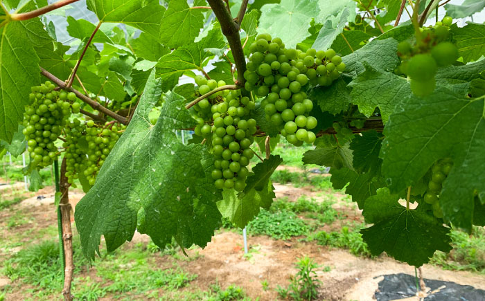 尺の内農園ワイン シャルドネ 3本セット | ワイン シャルドネ 3本セット おすすめ 人気 島根県雲南市/社会福祉法人　あおぞら福祉会 [AIBU004]