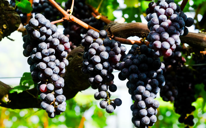 奥出雲葡萄園 カベルネソーヴィニヨン・ロゼ  2本セット  国産 ワイン セット 島根県雲南市/有限会社奥出雲葡萄園 [AICS023]