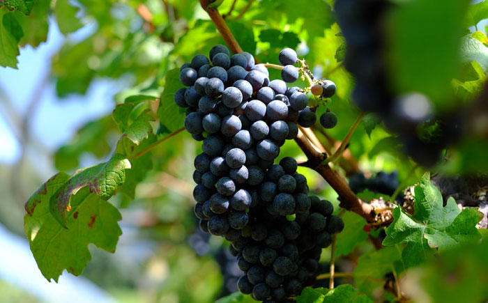 奥出雲葡萄園 杜のワイン 赤 1本   国産 ワイン セット 島根県雲南市/有限会社奥出雲葡萄園 [AICS044]