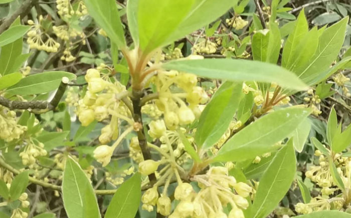 【希少な花茶】クロモジ花茶5g 3袋セット クロモジ茶 くろもじ茶 国産 黒文字茶 植物由来 ノンカフェイン 無添加 無香料 無着色 希少 リラックス 島根県雲南市/有限会社田井産業 [AICY020]