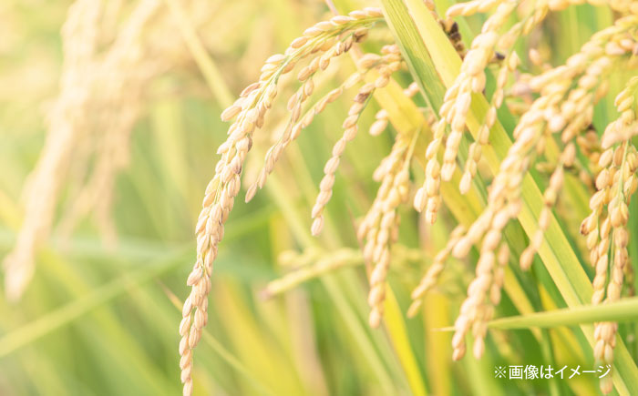 【全3回定期便】【新米】大月谷コウノトリやすらぎ米 10kg（5kg×2袋） 島根県雲南市/有限会社藤本米穀店 ｜ブランド米 きぬむすめ 白米 精米 コメ 10キロ [AIDB139]