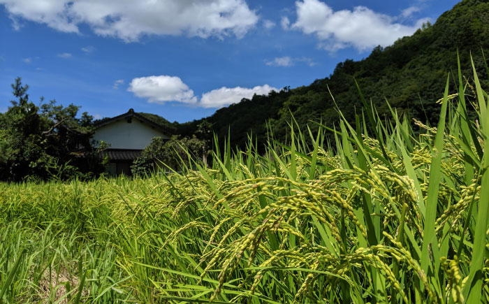 杵つき餅（丸餅）　860g×5袋　餅 もち 切もち 切り餅 丸餅 お正月 雲南市産 本格 杵つき 島根県雲南市/株式会社大東農産加工場 [AIEG004]