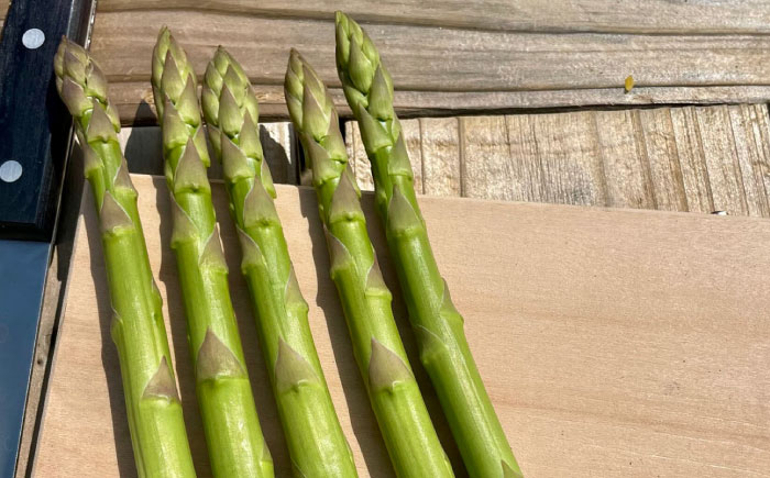 【全2回定期便】【先行予約】【2026年4月以降発送】春＆夏アスパラガス 各1kg 島根県雲南市/tasten 野菜 アスパラ 数量限定 20個 [AIEJ002]