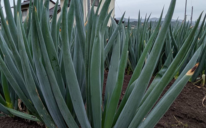 【2025年11月発送開始】焼いてそのまま美味しい！なべちゃん葱 秀品 Lサイズ2.5kg（500g×5袋）約10本 ネギ ねぎ 島根県雲南市/山さんファーム [AICO003]