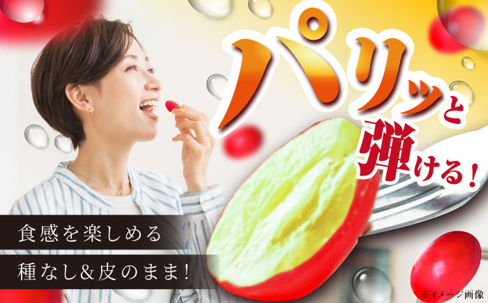 【2025年先行予約】【8月初旬頃から順次発送】数量限定！島根県オリジナル品種「神紅」1房 約500~600g 産地直送 種なし葡萄 島根県雲南市/池田ぶどう農園　 [AIAA001]