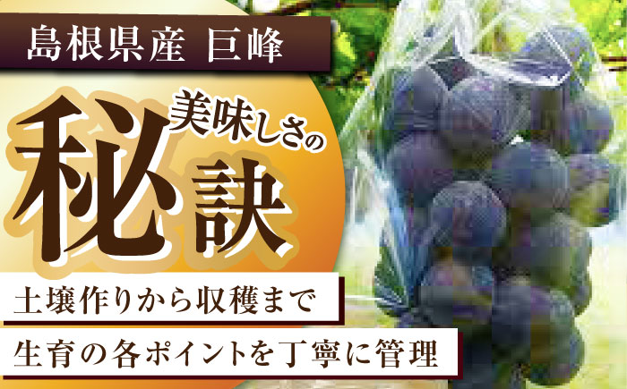 【2025年先行予約】【8月初旬頃から順次発送】溢れる果汁がたまらない！巨峰 2房 約700g 島根県雲南市/池田ぶどう農園　 [AIAA003]