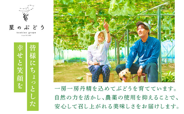 【先行予約：2026年8月中旬より発送】【数量限定】贈り物におすすめ！クイーンニーナ・ジュエリーBOX 16粒(約240g) 高級フルーツ 贈答 ブドウ 島根県雲南市/ギアファーム [AIAB018]