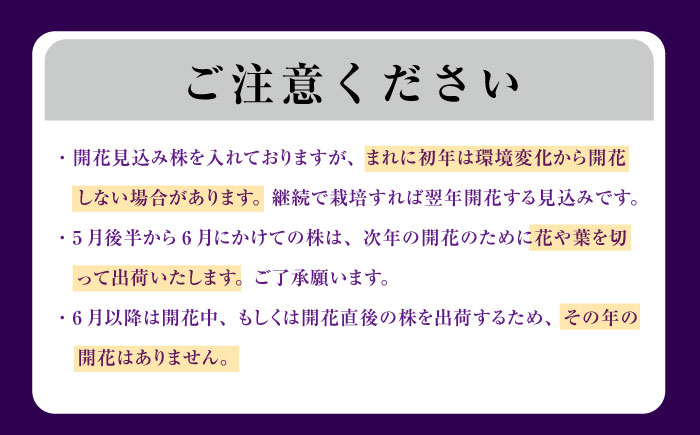 【4月～11月発送】花しょうぶ（ジャパン アイリス）の苗 おまかせ12株 島根県雲南市/石照庭園 [AIAC002]