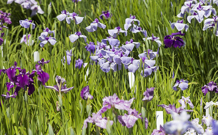 回遊式日本庭園「石照庭園」茶懐石ペアチケット 島根県雲南市/石照庭園 [AIAC003]