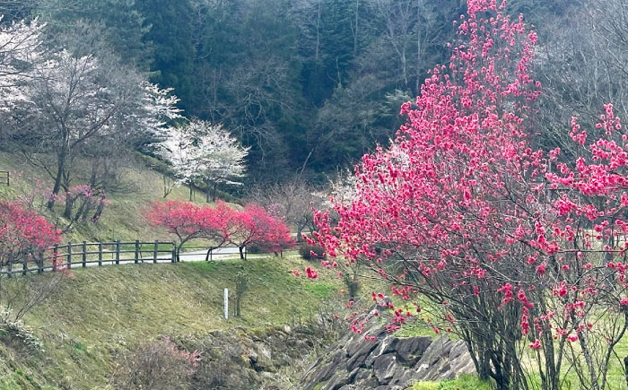 かみくの桃源郷4人用コテージ宿泊券（1泊） 宿泊 チケット 島根県雲南市/株式会社かみくの桃源郷[AIAN002]