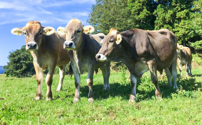 牛乳 山地酪農牛乳1000ml  [AIBH033]