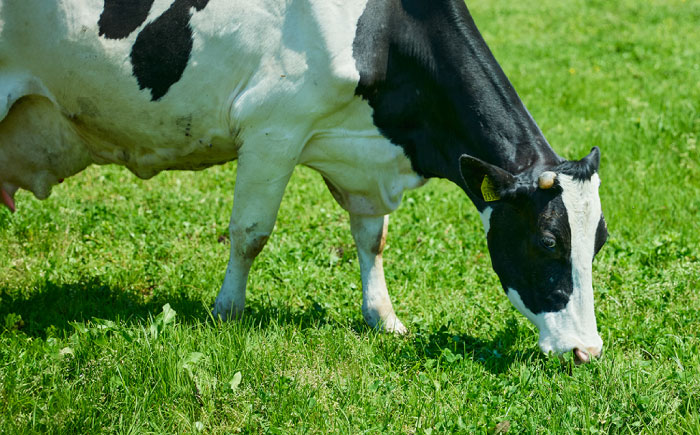 プレーンヨーグルト14個セット ヨーグルト プレーン 無糖 ギフト プレゼント スイーツ 人気 大容量 島根県雲南市/木次乳業有限会社 [AIBH034]