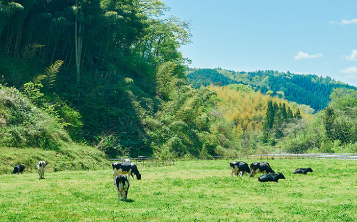 木次ミルクのプリン12個セット [AIBH035] プリン