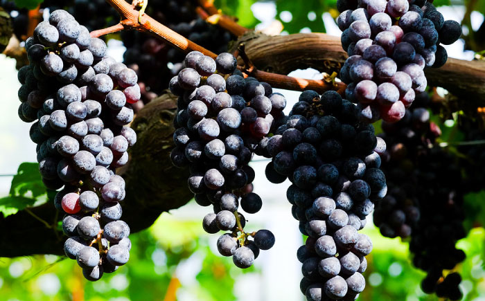 【家庭用】飲み比べセット カベルネロゼ×シャルドネ 750ml×各2本 計4本 ワイン お酒 ぶどう 島根県雲南市/有限会社奥出雲葡萄園 [AICS089]