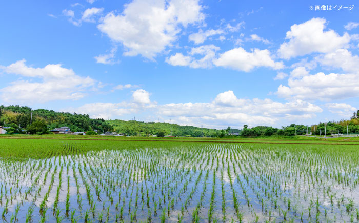 【新米】雲南市産コシヒカリ 10kg（5kg×2袋） 島根県雲南市/有限会社藤本米穀店 ｜こしひかり 白米 精米 コメ 10キロ [AIDB106]