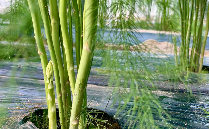 【先行予約】【2026年4月以降発送】春アスパラガス 1kg 島根県雲南市/tasten 野菜 アスパラ 数量限定 10個 [AIEJ001]