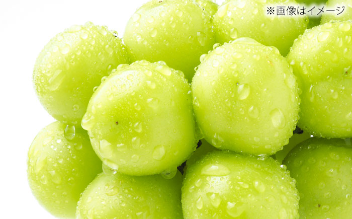 【先行予約】【8月中旬より順次発送】【50個限定】【贈答用】シャインマスカット2房 / シャインマスカット 果物 フルーツ ギフト 新鮮 /　島根県雲南市　/ 寿ぶどう縁 [AIEM002]