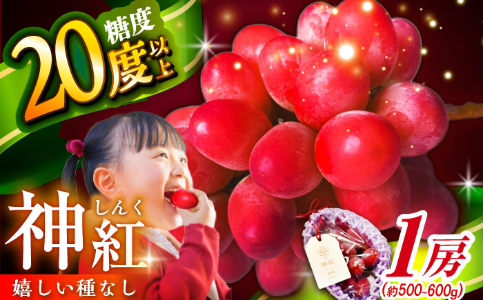 【2025年先行予約】【8月初旬頃から順次発送】数量限定！島根県オリジナル品種「神紅」1房 約500~600g 産地直送 種なし葡萄 島根県雲南市/池田ぶどう農園　 [AIAA001]