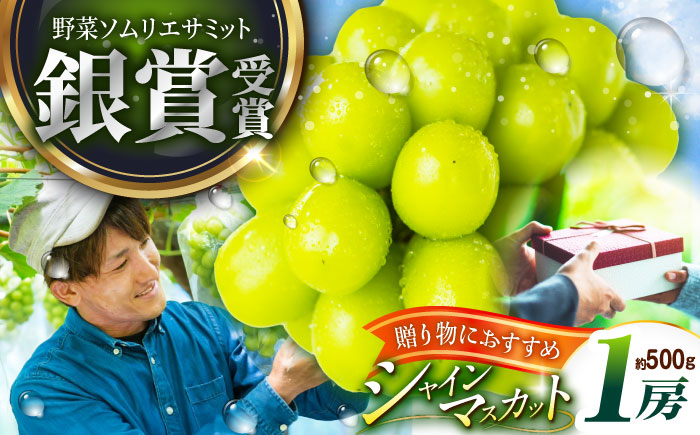 【2026年先行予約】【15個限定】【贈答用】旬の味わいを産地直送で！シャインマスカット 1房（約500g）秀品・化粧箱入り 島根県雲南市/ギアファーム [AIAB003]