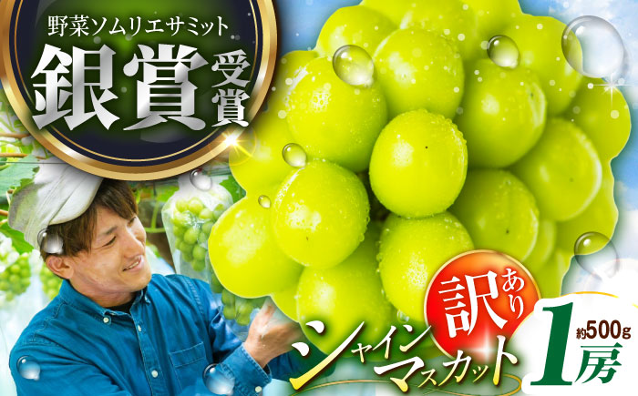 【2026年先行予約】【15個限定】【ご自宅用】旬の味わいを産地直送で！シャインマスカット 1房（約500g）簡易包装 訳あり 島根県雲南市/ギアファーム [AIAB004]