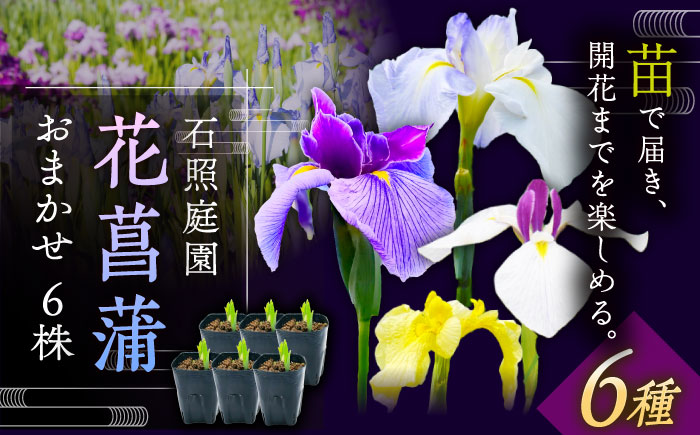 【4月～11月発送】花しょうぶ（ジャパン アイリス）の苗 おまかせ6株 島根県雲南市/石照庭園 [AIAC001]