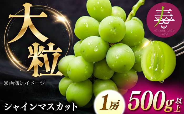 【先行予約】【8月中旬より順次発送】【50個限定】【贈答用】シャインマスカット1房 / シャインマスカット 果物 フルーツ ギフト 新鮮 /　島根県雲南市　/ 寿ぶどう縁 [AIEM001]