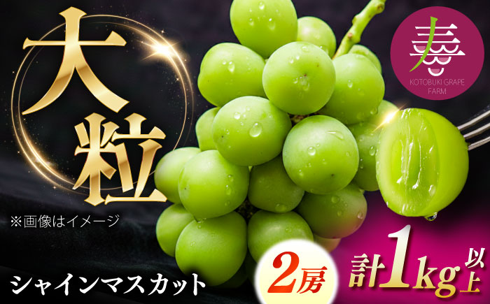 【先行予約】【8月中旬より順次発送】【50個限定】【贈答用】シャインマスカット2房 / シャインマスカット 果物 フルーツ ギフト 新鮮 /　島根県雲南市　/ 寿ぶどう縁 [AIEM002]