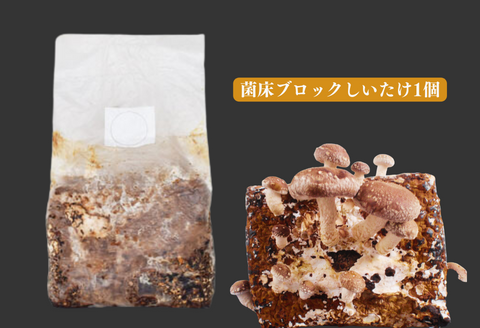 300326【きのこ栽培キット】菌床ブロックセット(しいたけ・ひらたけ)