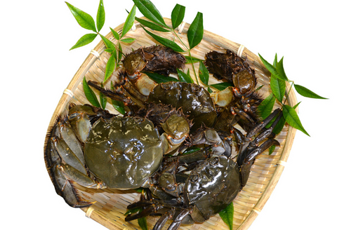 080205【一級河川・江の川の恵み・島根県産】もくずがに 2kg