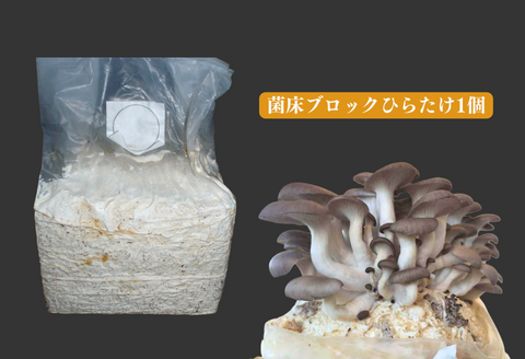 300326【きのこ栽培キット】菌床ブロックセット(しいたけ・ひらたけ)