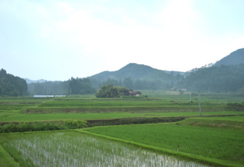 150255【令和7年産】川本町応援米10kg -こし