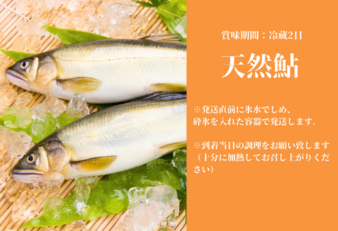080299【一級河川・江の川の恵み・島根県産】天然鮎約800ｇ
