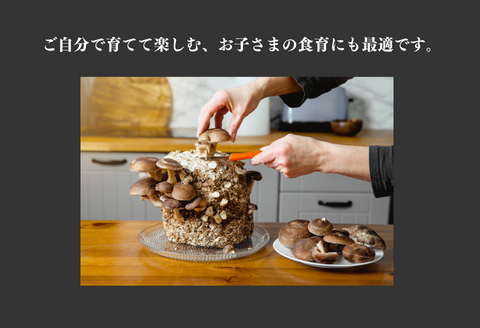 300326【きのこ栽培キット】菌床ブロックセット(しいたけ・ひらたけ)