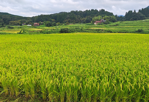 150255【令和7年産】川本町応援米10kg -こし