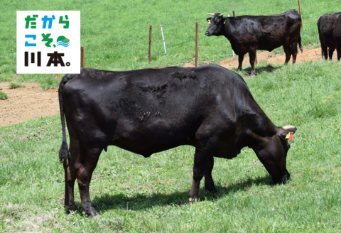 330306【しまね和牛】こま切れ500g