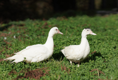 230338【石見鴨】鴨せいろセット(2人前)