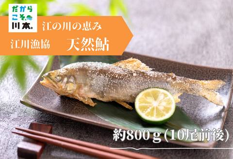 080299【一級河川・江の川の恵み・島根県産】天然鮎約800ｇ