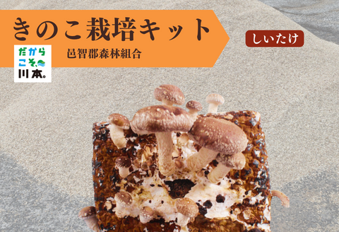 300327【きのこ栽培キット】菌床ブロックセット(しいたけ)