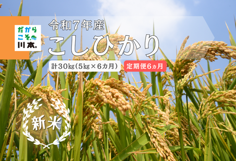 150260【令和7年産／お米定期便／6ヵ月】しまね川本こしひかり5kg(計30kg）