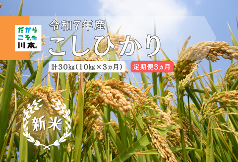 150264【令和7年産／お米定期便／3ヵ月】しまね川本こしひかり10kg(計30kg）