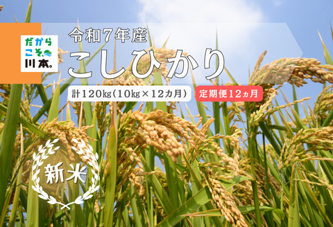 150266【令和7年産／お米定期便／12ヵ月】しまね川本こしひかり10kg(計120kg）