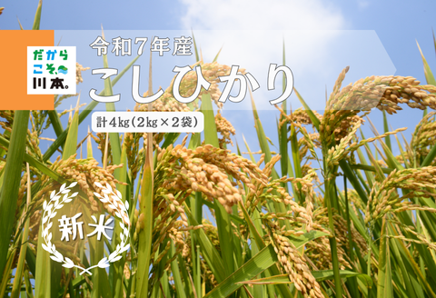 150287【令和7年産】しまね川本こしひかり4kg（2kg×2）	