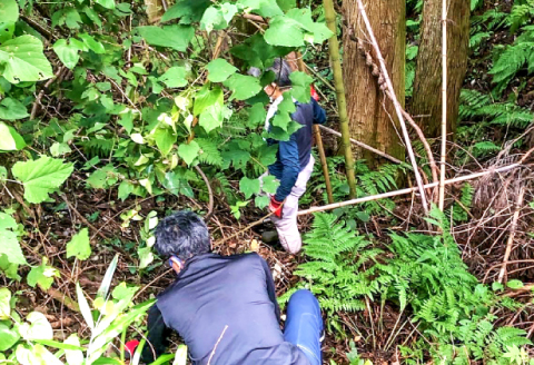 マタタビセット