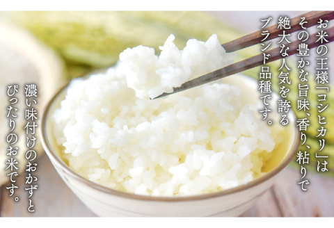 〈先行予約〉新米 令和6年産 美郷町産コシヒカリ 白米 10kg【お米 10kg 1袋 精米 ブランド米 米 こしひかり お米 先行予約 2024年産】