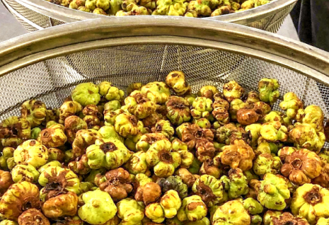 マタタビセット