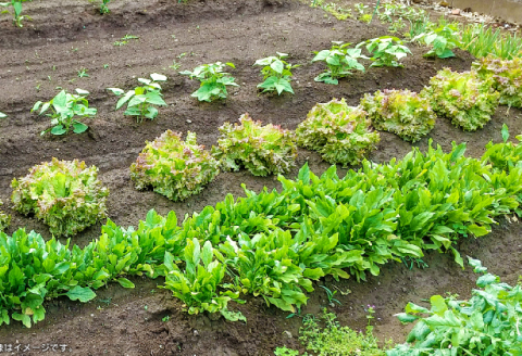 バーク堆肥　みどり　40L×3袋【植物 土 園芸 ガーデニング 国産 家庭菜園 畑 野菜 花 土作り 肥料 たい肥】